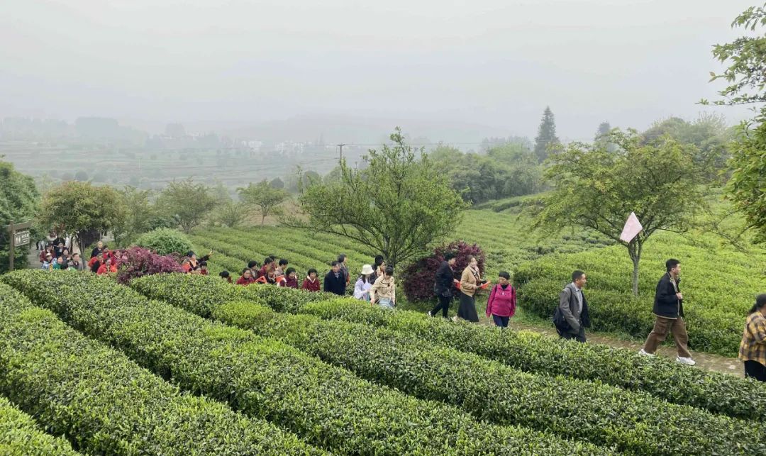 休闲湄潭·寻茶问道 一场与茶山对话的心灵之旅